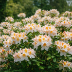 Azalka veľkokvetá (Azalea mollis) ´MÖWE´ - výška 40-60 cm, kont. C3L